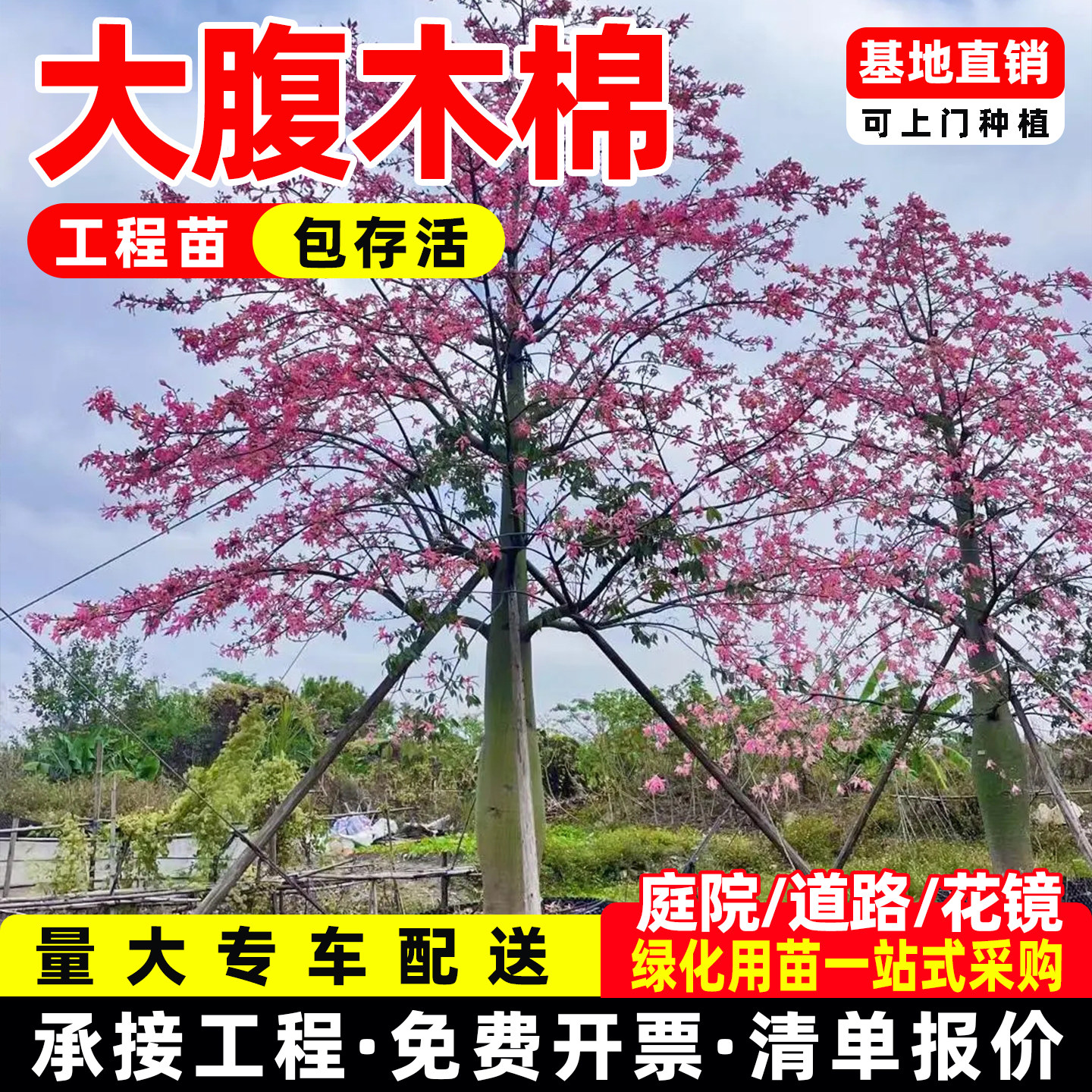 木棉花树苗大腹木棉美丽异木棉大树英雄树多季开花耐寒庭院绿化