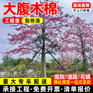 木棉花树苗大腹木棉美丽异木棉大树英雄树多季开花耐寒庭院绿化