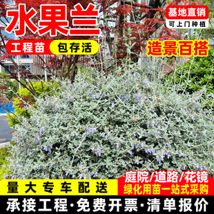 水果兰盆栽灌从石蚕花苗室外阳台庭院花园多年生常青灌木植物花卉