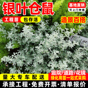 银叶仓鼠盆栽苗新品银色系花灌木多年生耐热耐晒花卉阳台庭院绿植