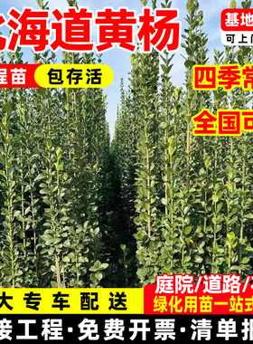 围墙篱笆植物大叶北海道黄杨苗冬青树苗四季常青耐寒庭院绿篱树苗