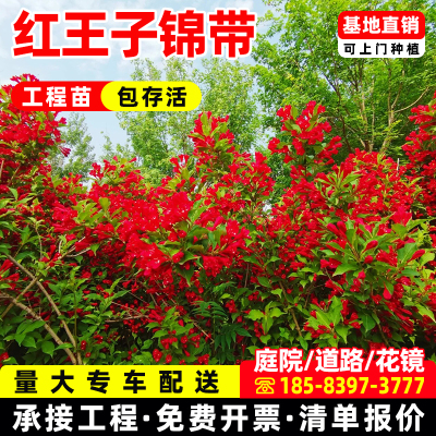 红王子锦带花苗盆栽地栽花卉南北方庭院种植耐寒丛生锦带灌木树苗