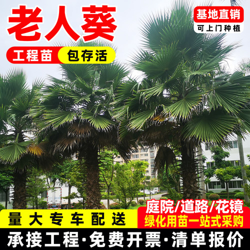 棕榈老人四季常青庭院绿化苗木