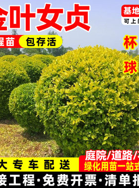金叶女贞树苗工程绿化苗扦插小苗北方观叶常绿灌木庭院绿篱色块苗