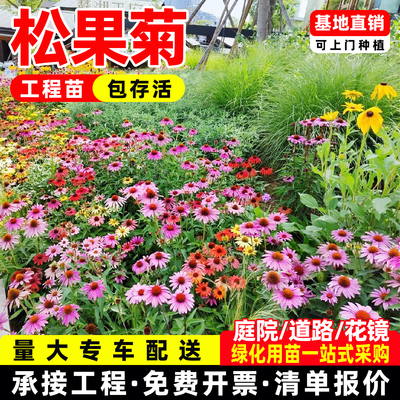 松果菊盆栽花苗多年生宿根耐热耐寒庭院阳台花境造景植物绿化工程