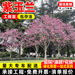 玉兰花树苗带花苞紫玉兰矮化盆栽南北方种植庭院四季花卉耐寒植物