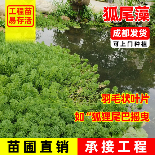 粉绿狐尾藻水草狐尾草包邮河道绿化水质净化鱼池鱼缸鱼塘基地直销
