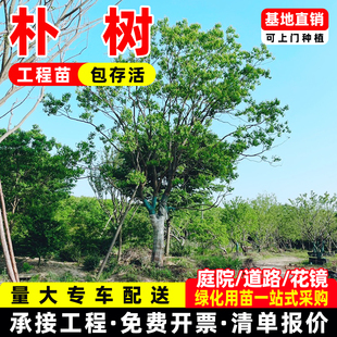 朴树树苗大树鸡屎树园林绿化工程苗木行道拆迁占地庭院道路风景树