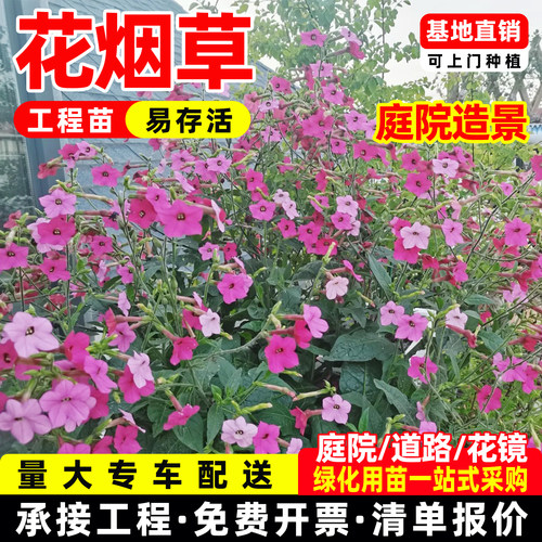 花烟草苗盆栽成都发货基地直供工程绿化阳台花卉好养易活好种植