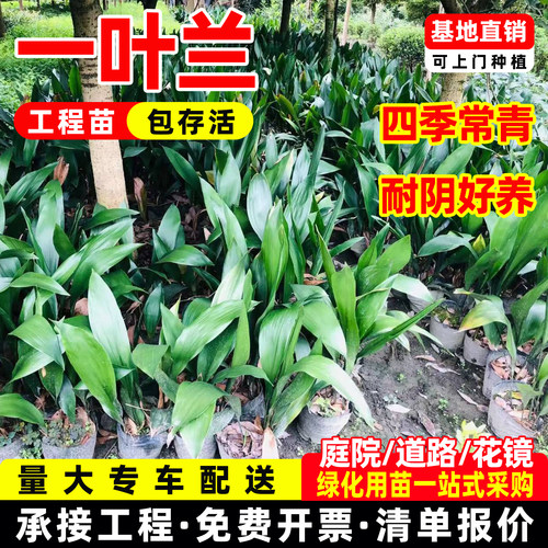 成都一叶兰大叶万年青竹叶盘蜘蛛抱蛋耐热耐阴室内观叶绿化植物