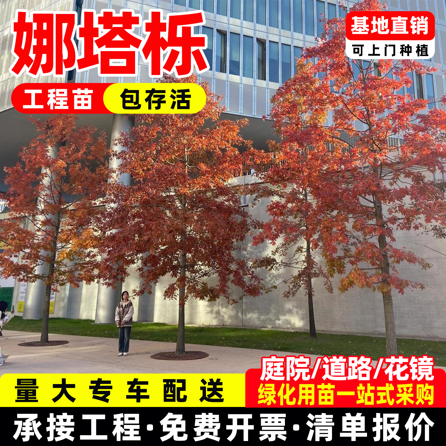 娜塔栎树苗红栎柳叶栎大小树苗木耐寒耐旱精品庭院行道彩叶树种