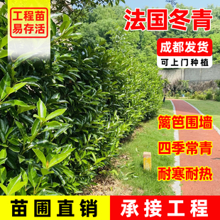 法国冬青绿篱植物篱笆树苗庭院花园户外冬青珊瑚树四季常绿耐寒苗