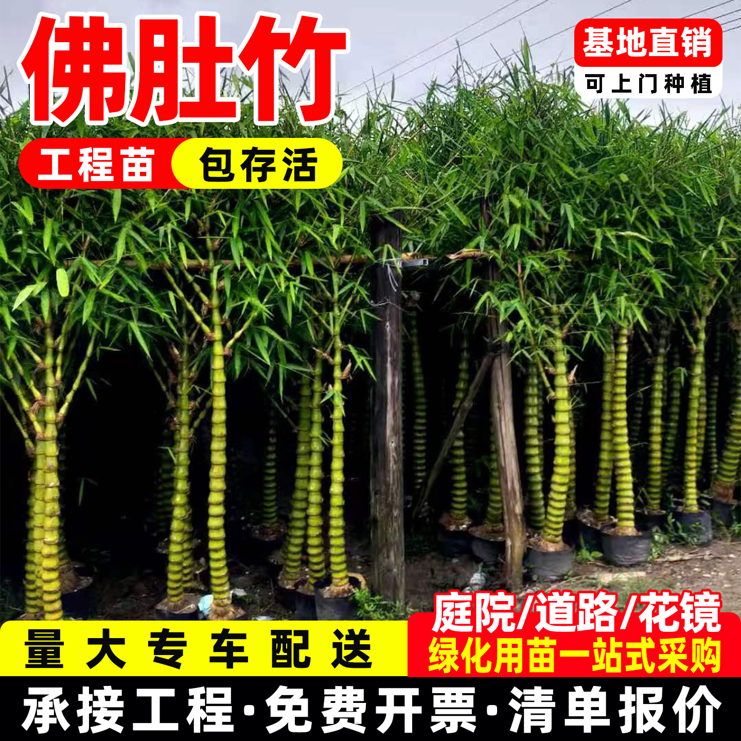 龙鳞竹佛肚竹龟文竹马汉竹元宝竹庭院竹子苗龟甲竹苗阳台盆栽