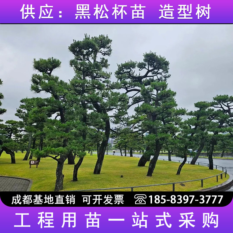 日本黑松绿化苗小苗庭院黑松苗黑松树苗四季常青盆景植物松树苗