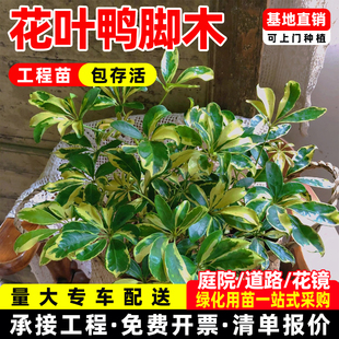 花叶鸭脚木盆栽鹅掌木七叶莲花苗室内外净化空气四季好养易活植物