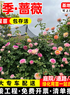 月季蔷薇花苗藤本月季树状月季特大花黄木香爬藤植物多季开花卉