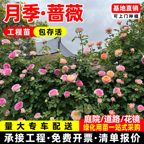 蔷薇花苗藤本月季大花浓香庭院爬藤植物花卉盆栽阳台爬墙四季
