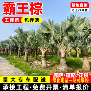 霸王棕榈棕榈科稗斯麦桐美丽蒲葵耐旱耐寒棕竹苗绿植热带绿植树苗