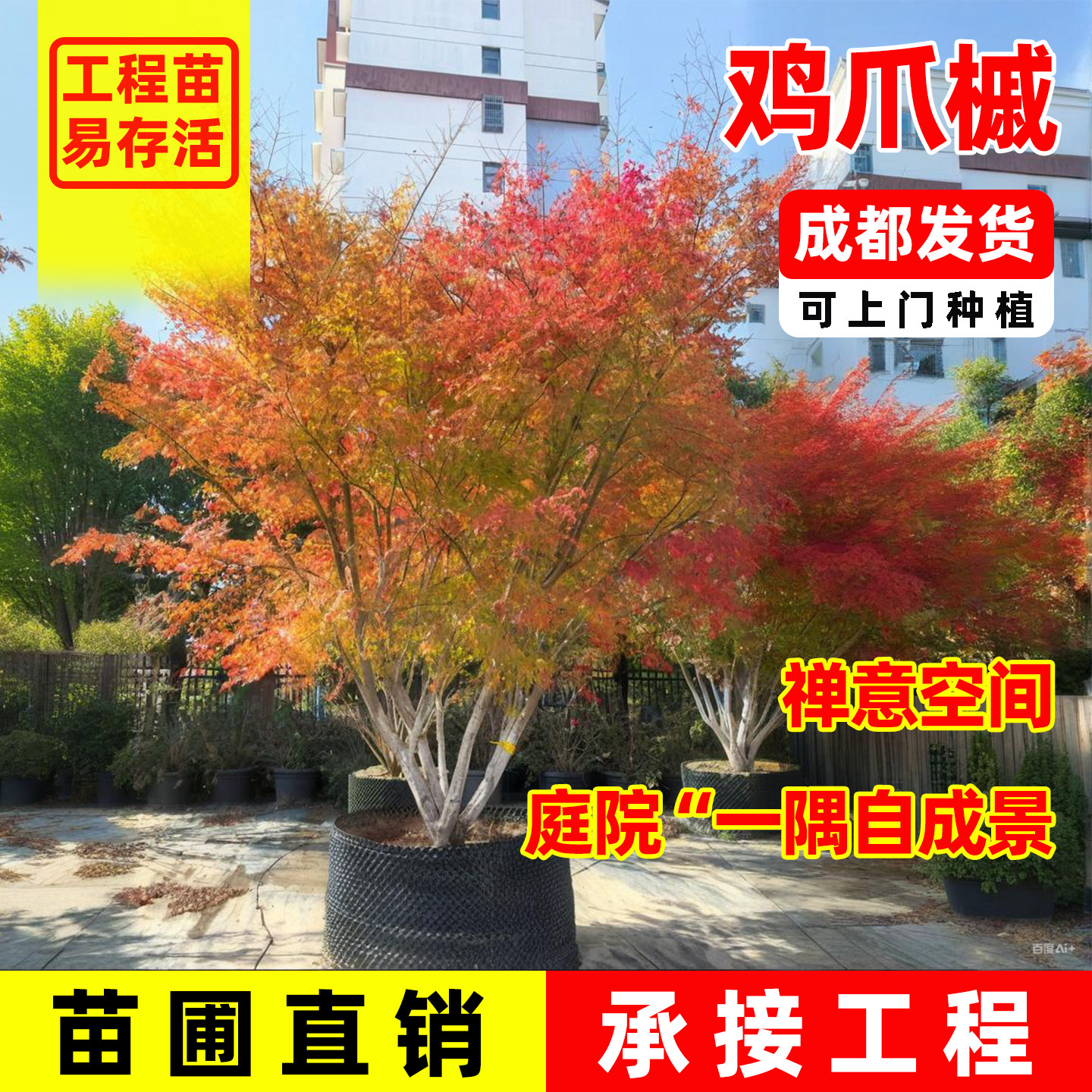 鸡爪槭树苗造型树盆栽大树小叶盆景庭院老桩原生红枫四季绿化苗木图片