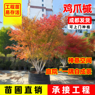 鸡爪槭树苗造型树盆栽大树小叶盆景庭院老桩原生红枫四季绿化苗木