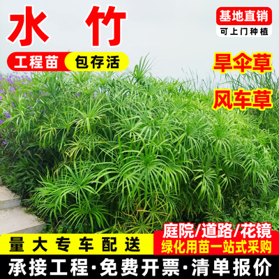 水竹水培植物旱伞草鱼缸造景净化水质水草水生植物鱼池塘龟缸绿植
