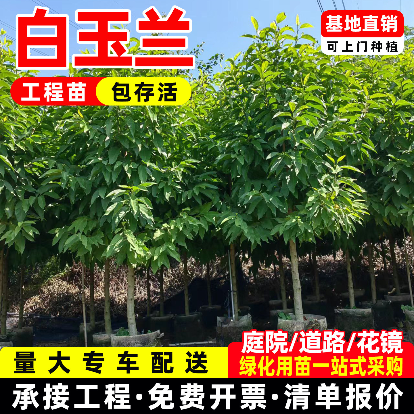 正宗嫁接白兰花苗 白兰花树苗白玉兰黄桷兰黄兰盆栽地栽浓香花卉