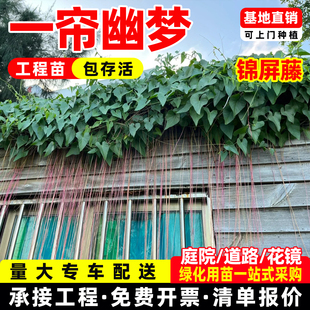 一帘幽梦锦屏藤苗爬藤植物垂吊龙须藤蔓室内外阳台庭院耐阴热绿植