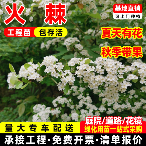火棘树苗带刺绿篱火棘球钝刺防盗篱笆苗四季常青耐寒耐旱庭院绿化