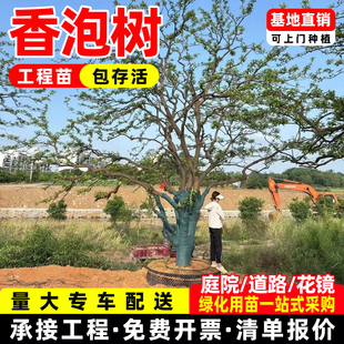 香泡树苗精品香橼树丛生柚子树全冠耐寒别墅庭院园林行道路绿化苗