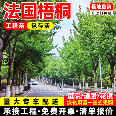 法国青皮梧桐行道树木工程绿化