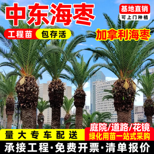 中东海枣树苗林刺葵热带别墅公园耐寒高档风景树银海枣棕榈科植物