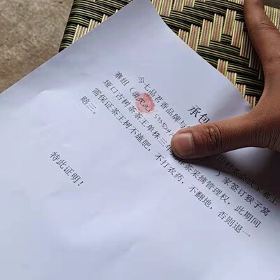 9.9分高高货 武家寨茶王100克头春汤粘稠茶气厚重 合资深玩家品鉴