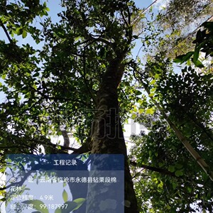 9.9分高货 棉花林Ⅱ类高杆头采藏于深山花香汤甜山头玩家资深茶友