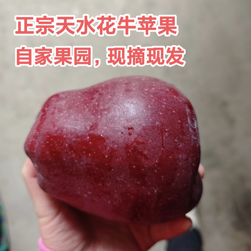 甘肃天水花牛苹果10斤装新鲜婴儿孕妇封面平安圣诞果当季水果包邮
