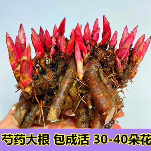 庭院根芍药素材模板 庭院根芍药图片下载 小麦优选