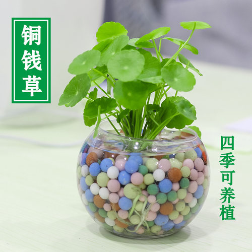 花卉套餐防辐射水培植铜钱草吊兰