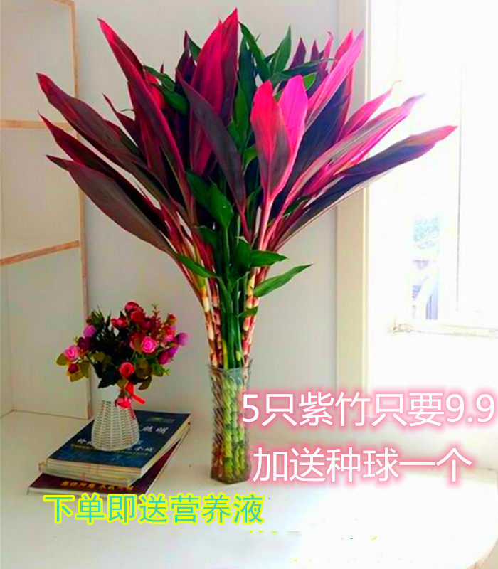 富贵竹水培植物桌面盆栽转运紫朱蕉金边四季常青花卉室内净化空气