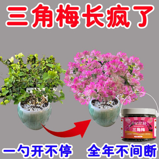 三角梅专用开花粉促芽剂催光杆发芽治黄叶落叶枯萎壮根助生长氮肥