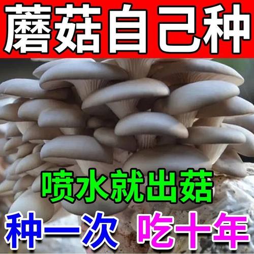 家庭自种蘑菇菌包【喷水就出菇】