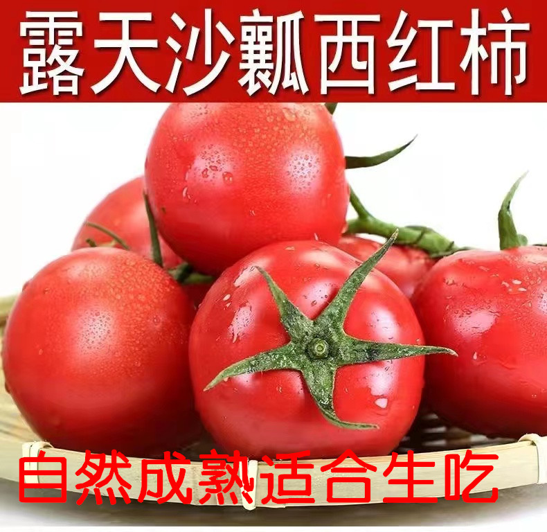 山东番茄普罗旺斯西红柿自然成熟新鲜沙瓤生吃应季水果柿子3/5/9 水产肉类/新鲜蔬果/熟食 番茄 原图主图