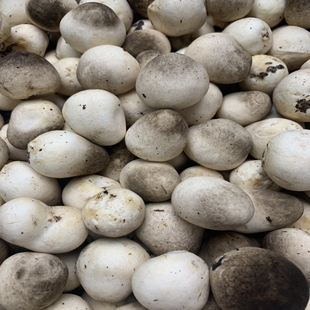 新鲜草菇采摘广东发货包邮鸡心菇兰花菇食用菌爆炒煲汤健康食材