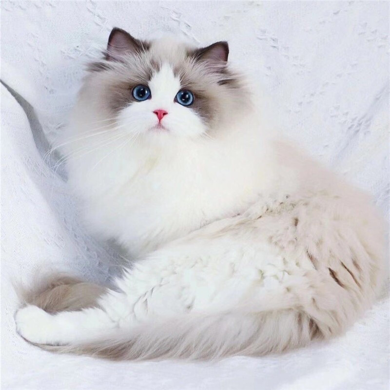 布偶猫活物纯种波斯系猫咪网红仙女猫海豹海双双色蓝