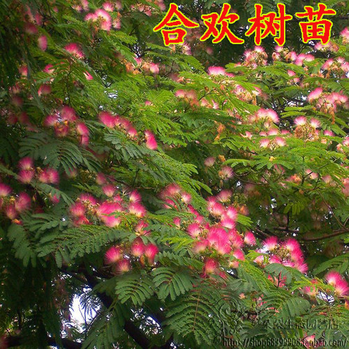 合欢植物花卉庭院合欢树苗