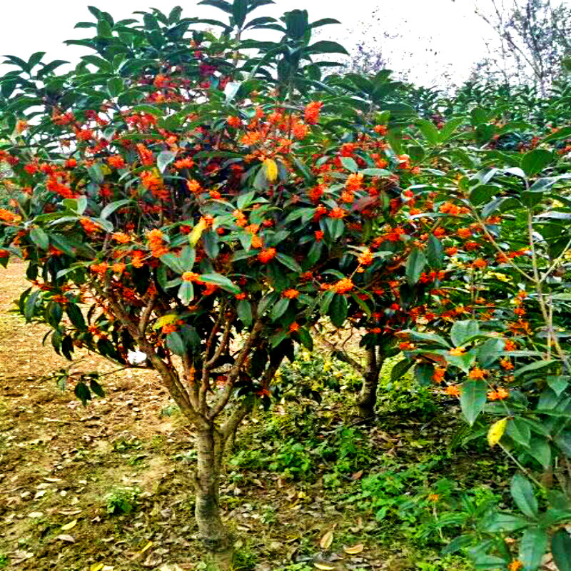 树苗状元红庭院浓香型嫁接桂花