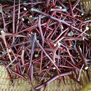 精选特级天丁皂针野生皂角刺中药材皂角刺粉的功效500g克秦岭包邮