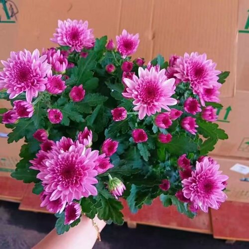 菊花盆栽多年生重瓣四季荷兰菊