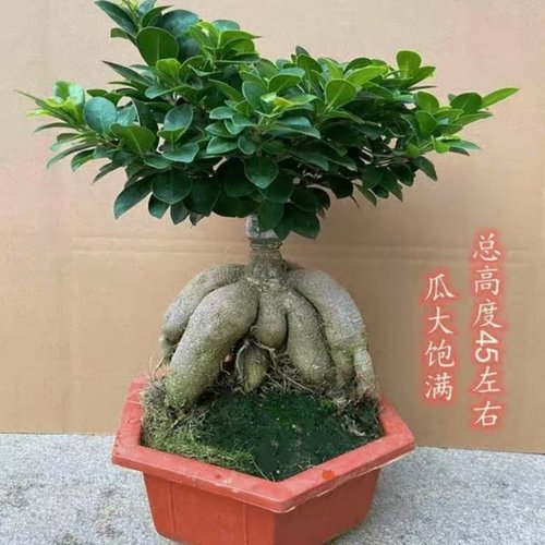 大型小叶榕树S造型8字盆景盆栽