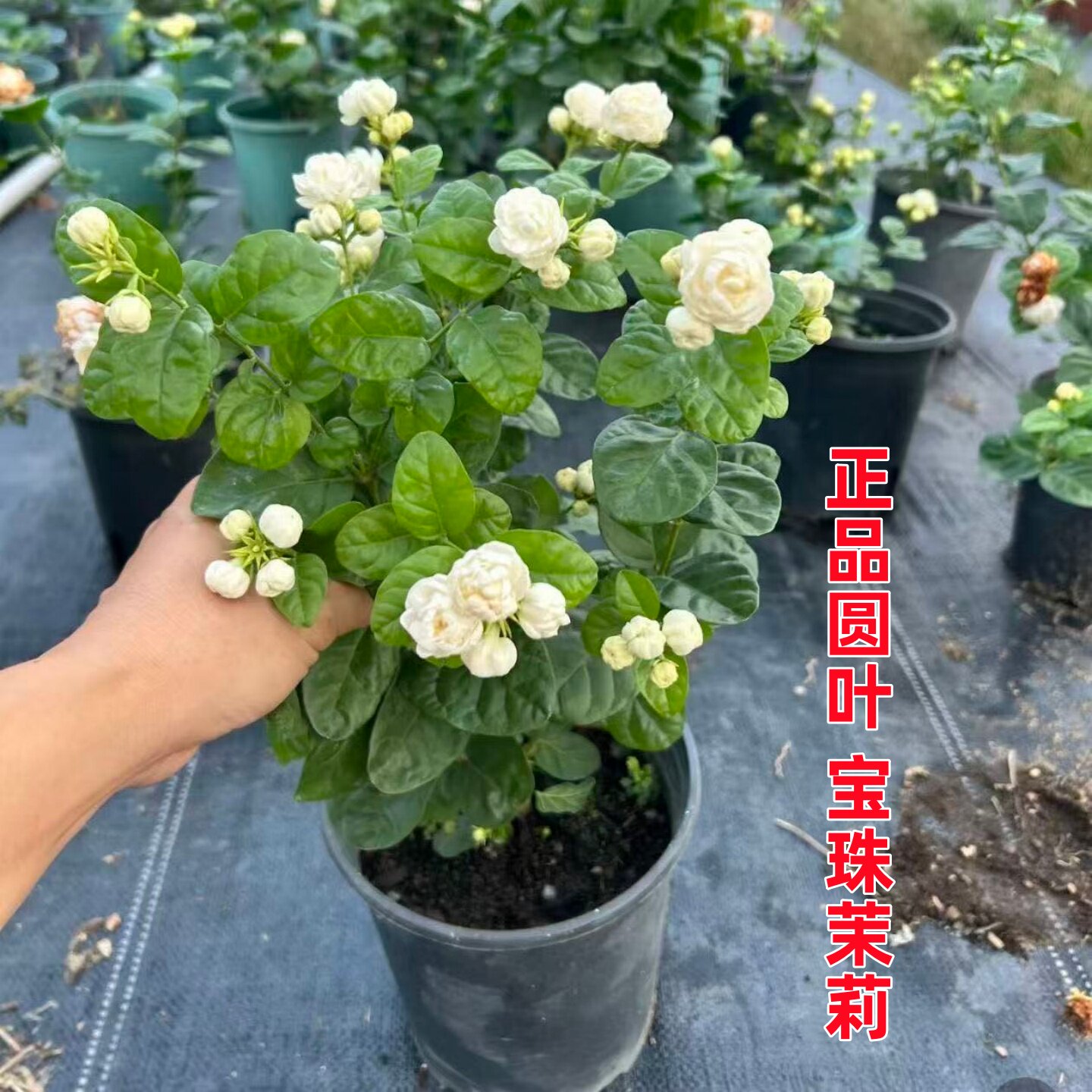 新品圆叶宝珠茉莉花苗盆栽小荷花图片