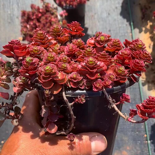 很耐寒的小球玫瑰多肉植物组合盆栽大颗好养老桩云南直发