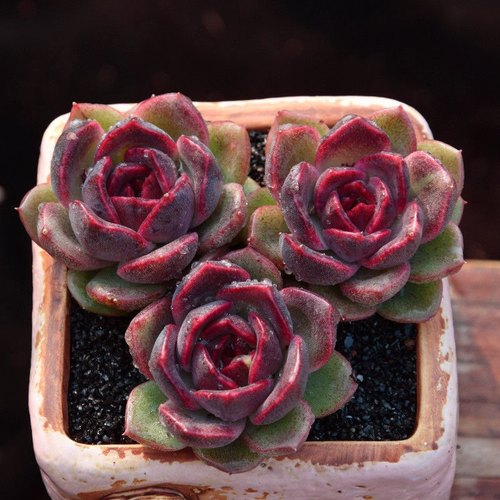 韩国进口高档多肉黑玫瑰稀有精品新手萌肉多肉植物云南